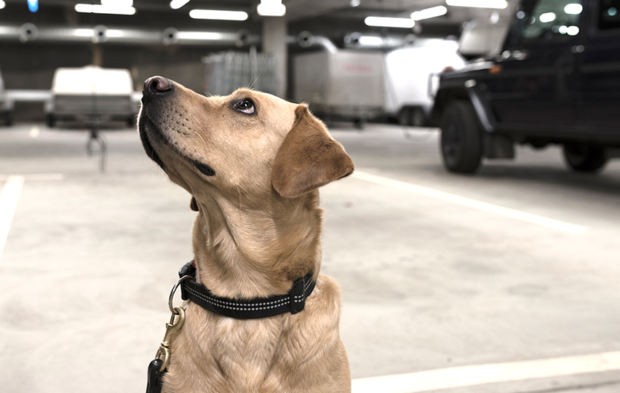 Labradorinnoutaja Rox valmiina lähtöön poliisitalon autohallissa.